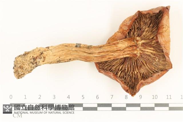 登錄號:F0036769藏品圖，第3張