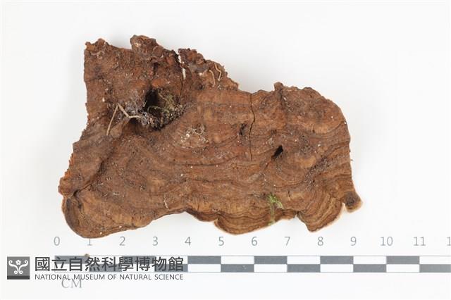 登錄號:F0035769藏品圖，第3張