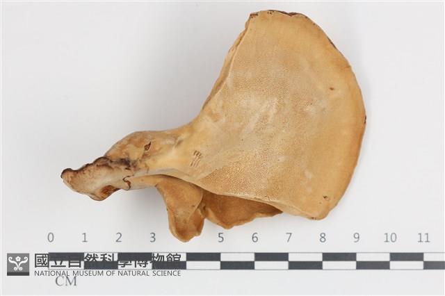 登錄號:F0036169藏品圖，第3張