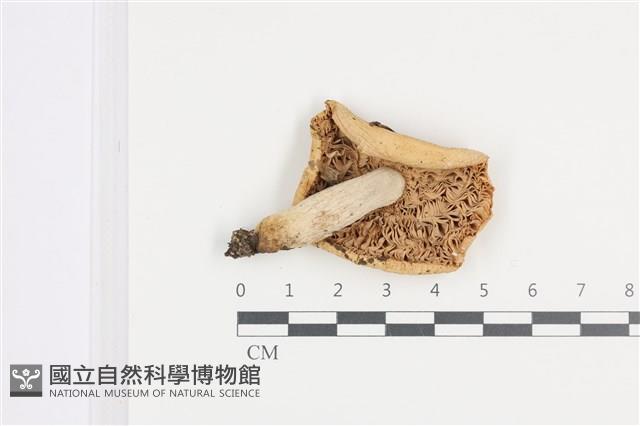 登錄號:F0036069藏品圖，第3張