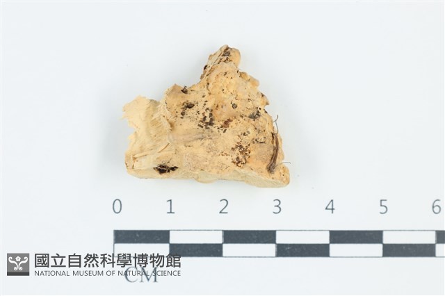 登錄號:F0039069藏品圖，第3張