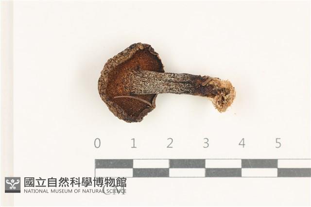 登錄號:F0038229藏品圖，第3張
