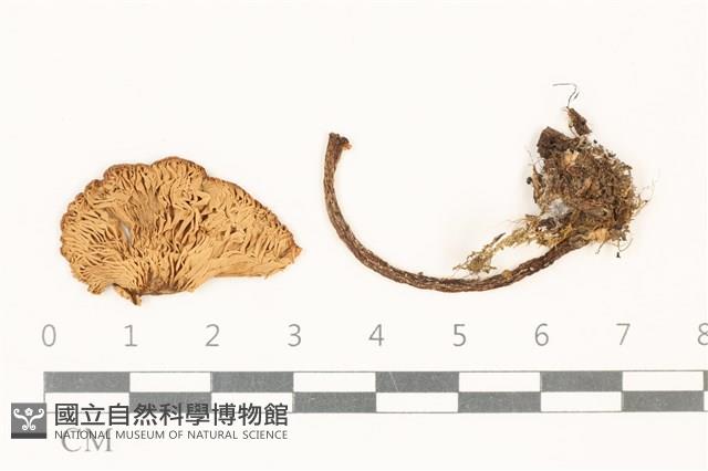 粉褶菌屬藏品圖，第3張