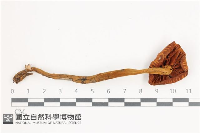 館號:F0035829藏品圖，第1張