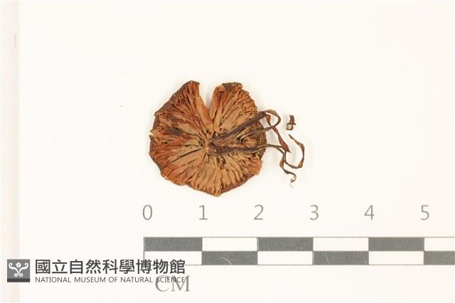 登錄號:F0036929藏品圖，第3張
