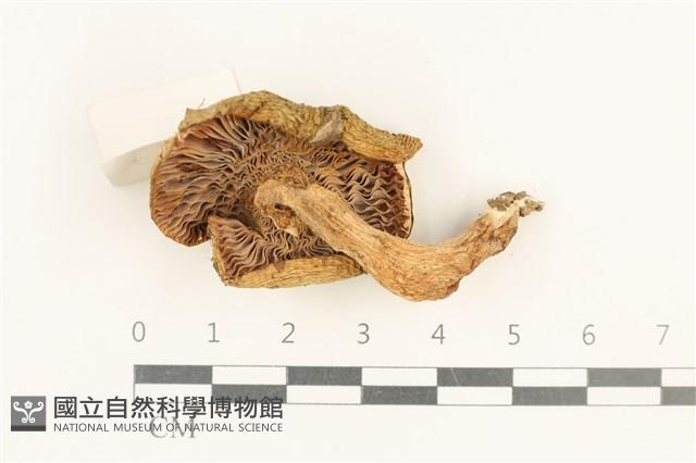 登錄號:F0037629藏品圖，第3張