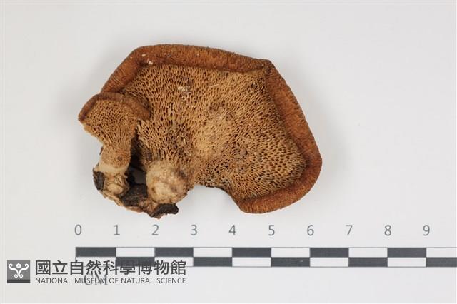 登錄號:F0035629藏品圖，第3張
