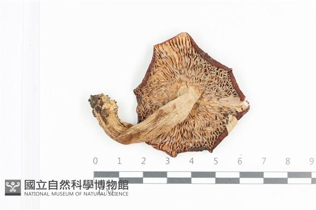 登錄號:F0036129藏品圖，第3張