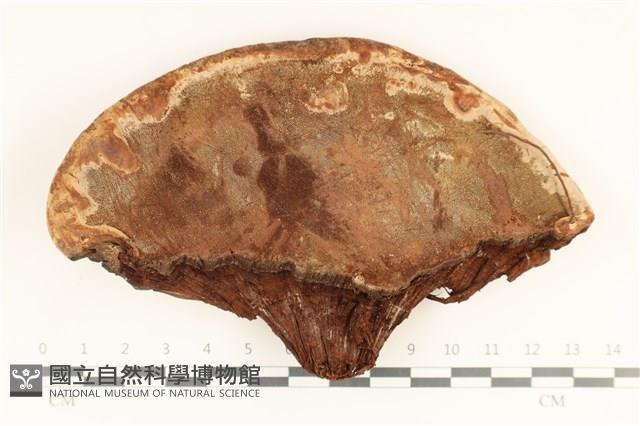 登錄號:F0037129藏品圖，第3張