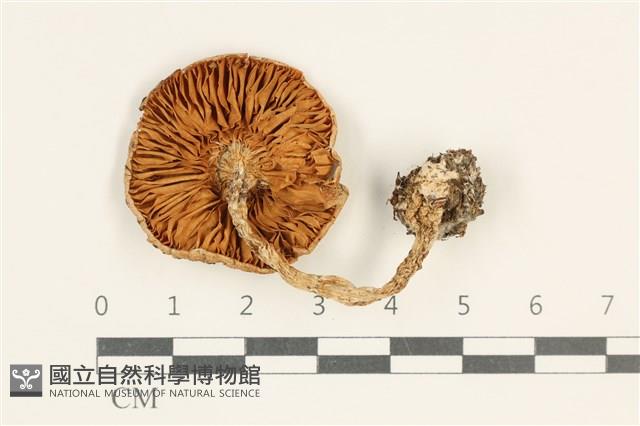 登錄號:F0038029藏品圖，第3張