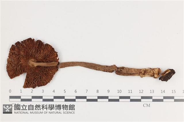 登錄號:F0036029藏品圖，第3張