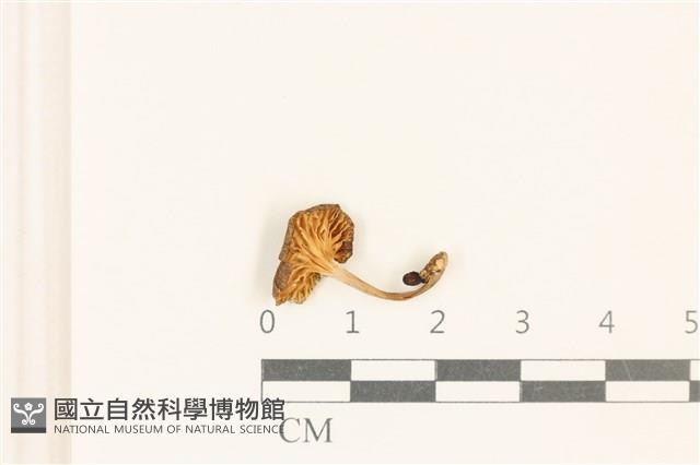 登錄號:F0037029藏品圖，第3張