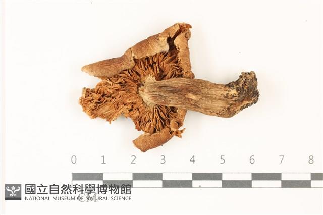 登錄號:F0037329藏品圖，第3張