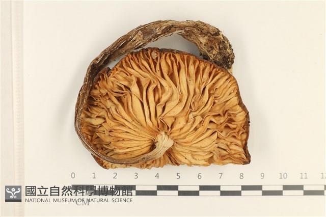 登錄號:F0037209藏品圖，第3張