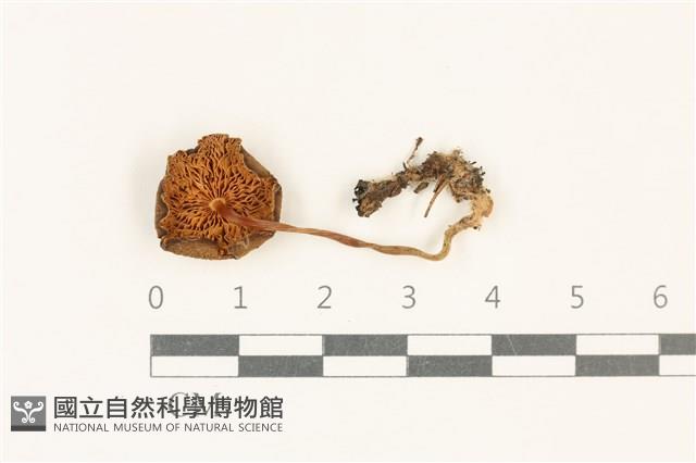 登錄號:F0037809藏品圖，第3張