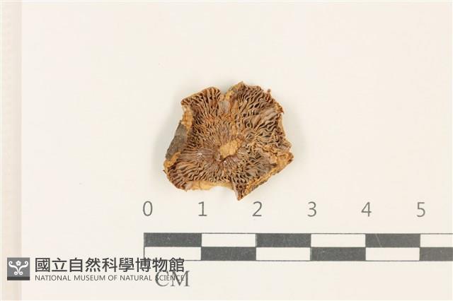 紅菇屬藏品圖，第3張