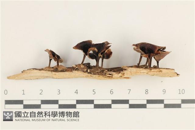 登錄號:F0038409藏品圖，第1張