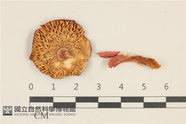 登錄號:F0028709藏品圖，第3張