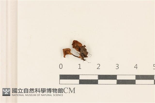 登錄號:F0019109藏品圖，第3張