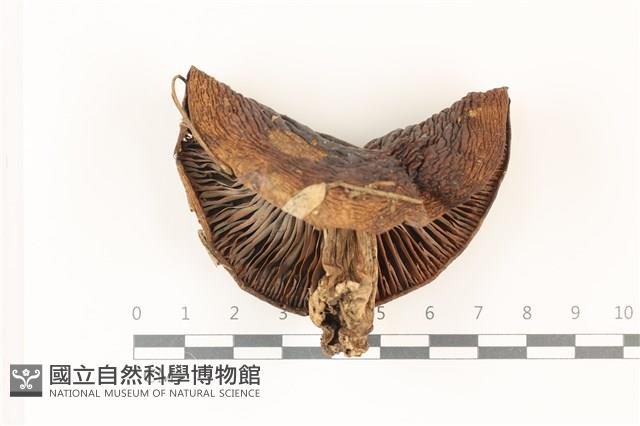 登錄號:F0037309藏品圖，第3張