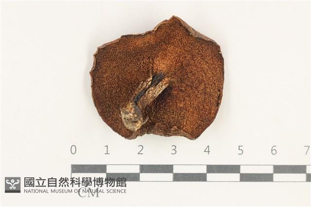 登錄號:F0038219藏品圖，第3張