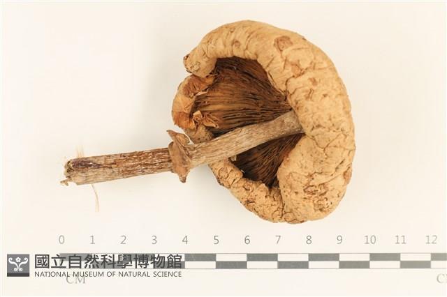 登錄號:F0037219藏品圖，第3張