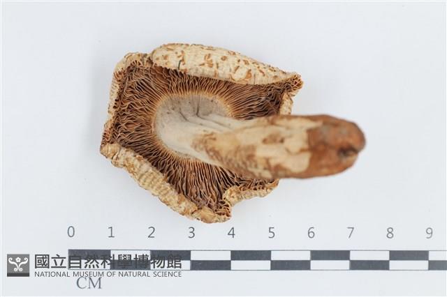 紅菇屬藏品圖，第3張