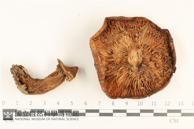 登錄號:F0036919藏品圖，第3張