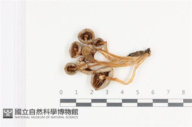 利氏小菇藏品圖，第3張
