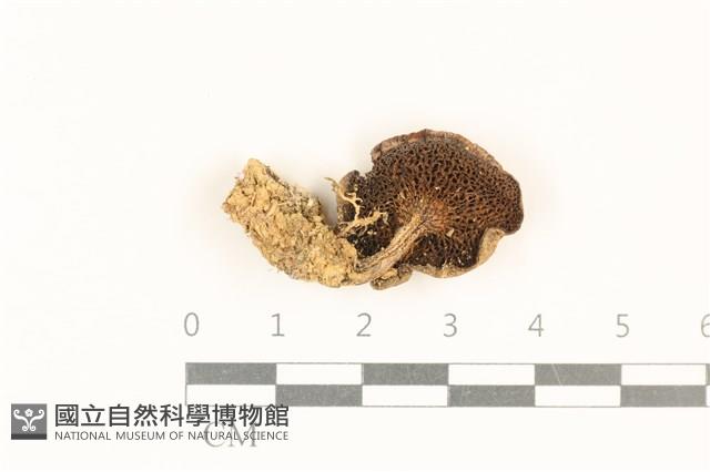 登錄號:F0028719藏品圖，第3張