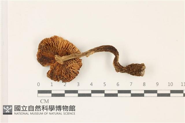 鵝膏屬藏品圖，第3張