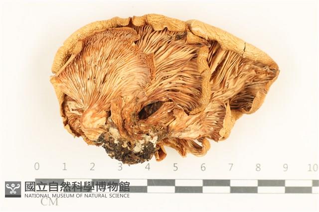 登錄號:F0038019藏品圖，第3張