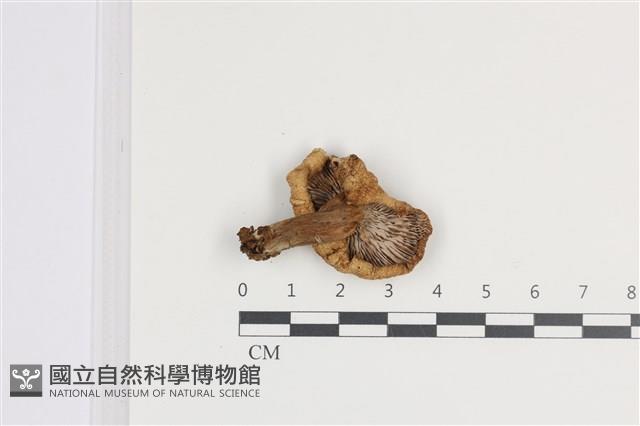 乳菇屬藏品圖，第3張