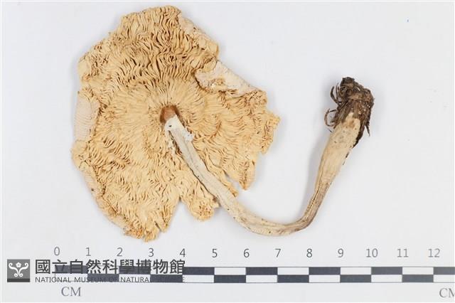 登錄號:F0038859藏品圖，第3張