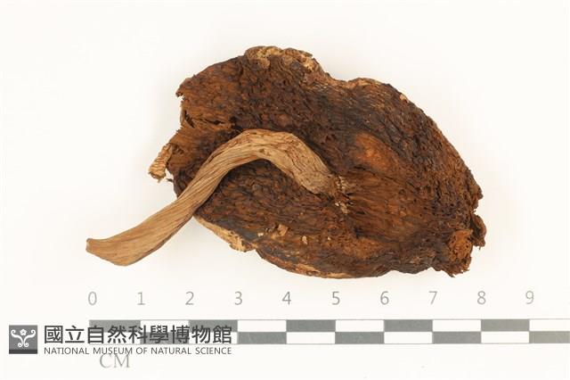 登錄號:F0036859藏品圖，第3張