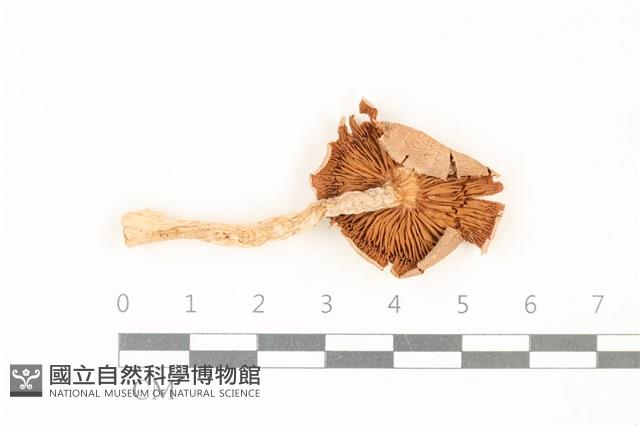 登錄號:F0037859藏品圖，第3張