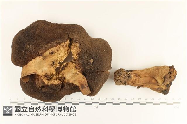 登錄號:F0036959藏品圖，第3張