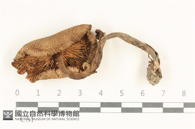登錄號:F0037959藏品圖，第3張