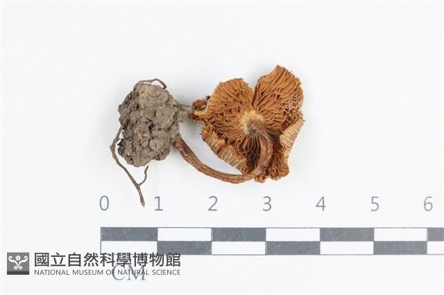 粉褶菌屬藏品圖，第3張