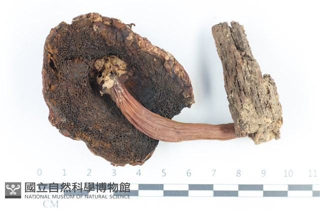 登錄號:F0039459藏品圖，第3張