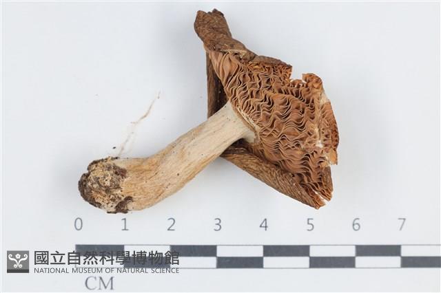 登錄號:F0038759藏品圖，第3張