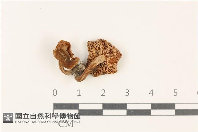 登錄號:F0037759藏品圖，第3張