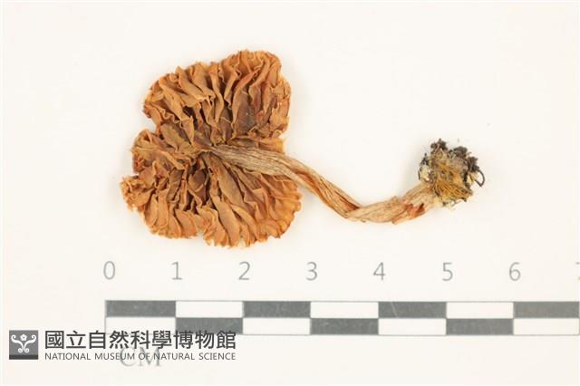 登錄號:F0037559藏品圖，第3張