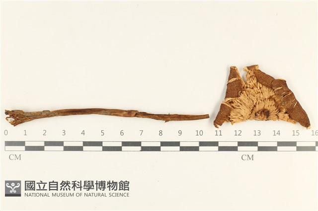 登錄號:F0038059藏品圖，第3張