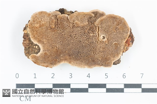 登錄號:F0039059藏品圖，第3張