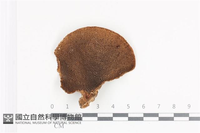 登錄號:F0036359藏品圖，第3張