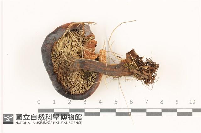 登錄號:F0037359藏品圖，第3張