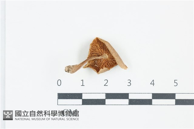 登錄號:F0039249藏品圖，第3張