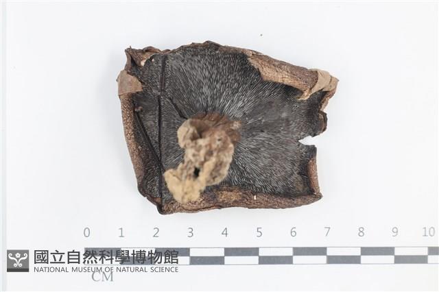 登錄號:F0038849藏品圖，第3張