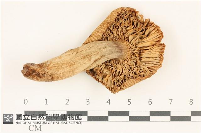 登錄號:F0036849藏品圖，第3張